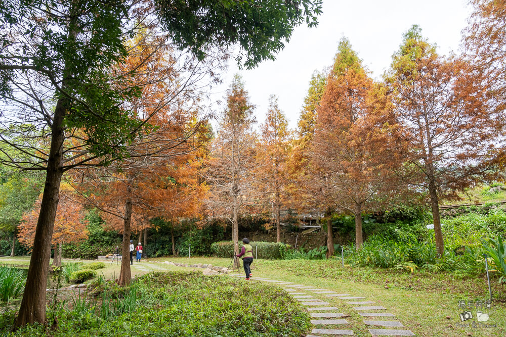 太平苗圃,太平苗圃落羽松,太平景點,太平落羽松,台中景點,台中落羽松