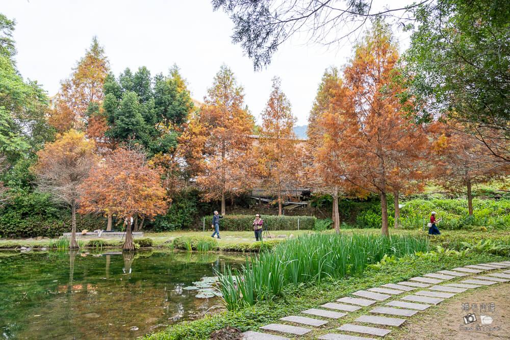 太平苗圃,太平苗圃落羽松,太平景點,太平落羽松,台中景點,台中落羽松