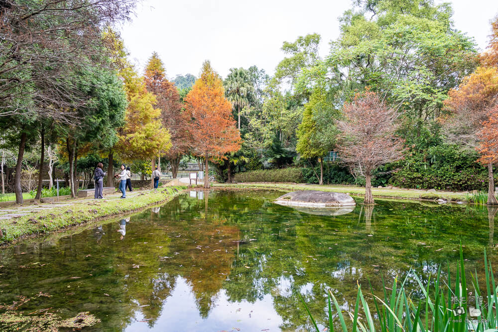 太平苗圃,太平苗圃落羽松,太平景點,太平落羽松,台中景點,台中落羽松