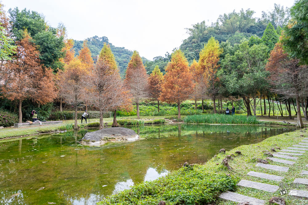 太平苗圃,太平苗圃落羽松,太平景點,太平落羽松,台中景點,台中落羽松