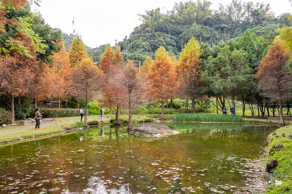 太平苗圃,太平苗圃落羽松,太平景點,太平落羽松,台中景點,台中落羽松