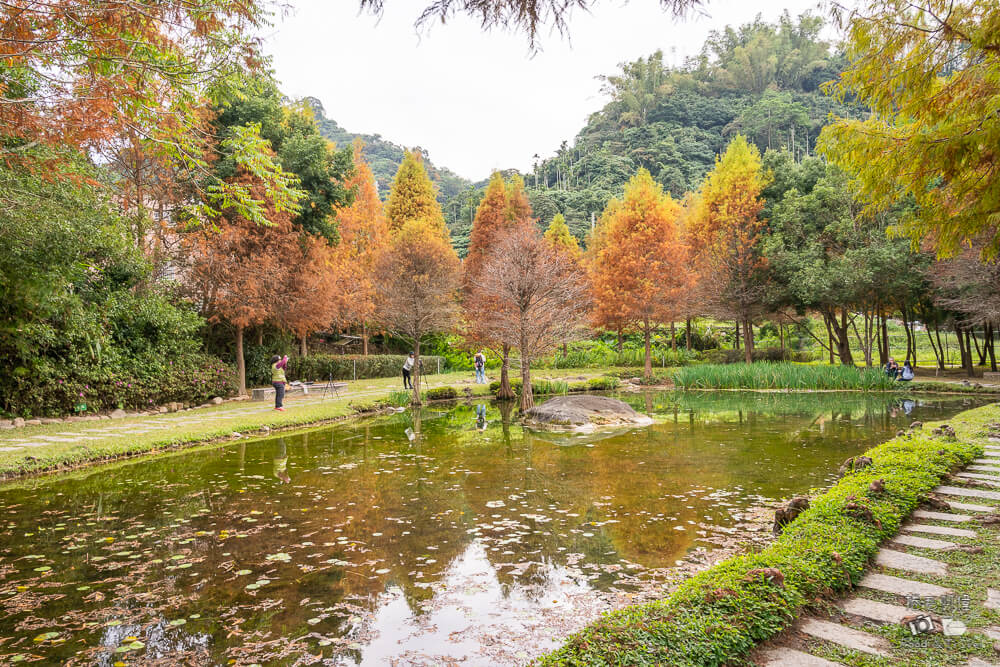 太平苗圃,太平苗圃落羽松,太平景點,太平落羽松,台中景點,台中落羽松