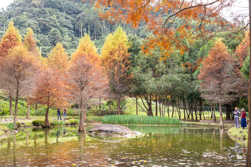 太平苗圃,太平苗圃落羽松,太平景點,太平落羽松,台中景點,台中落羽松