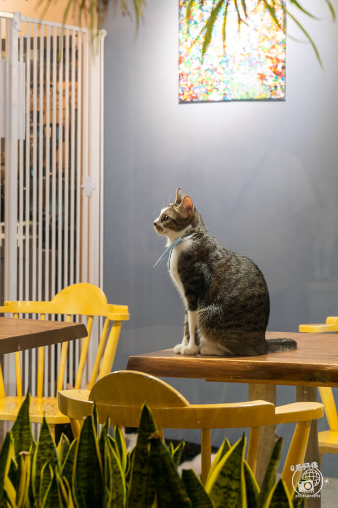 貓邸老咖 | 台中北區浪漫寵物友善餐廳，貓貓可摸可抱超可愛～ 99