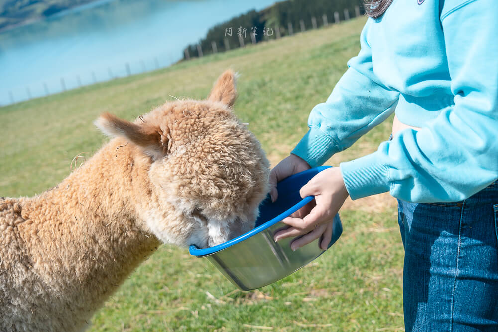 阿卡羅瓦,阿卡羅阿,Akaroa,阿卡羅阿莎瑪拉羊駝牧場,紐西蘭羊駝牧場,Shamarra Alpacas,莎瑪拉羊駝牧場,紐西蘭南島景點,紐西蘭羊駝
