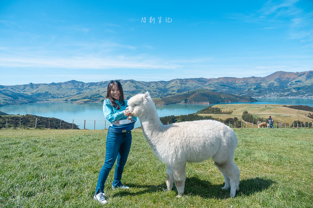 阿卡羅瓦,阿卡羅阿,Akaroa,阿卡羅阿莎瑪拉羊駝牧場,紐西蘭羊駝牧場,Shamarra Alpacas,莎瑪拉羊駝牧場,紐西蘭南島景點,紐西蘭羊駝