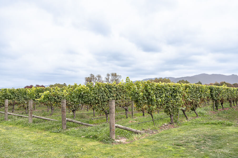 Cloudy Bay Vineyards,紐西蘭酒莊,馬爾堡葡萄酒,Marlborough酒莊,Cloudy Bay,紐西蘭景點