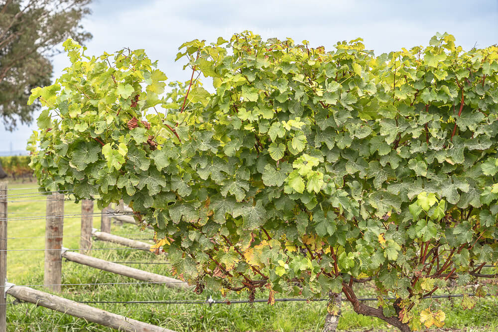 Cloudy Bay Vineyards,紐西蘭酒莊,馬爾堡葡萄酒,Marlborough酒莊,Cloudy Bay,紐西蘭景點
