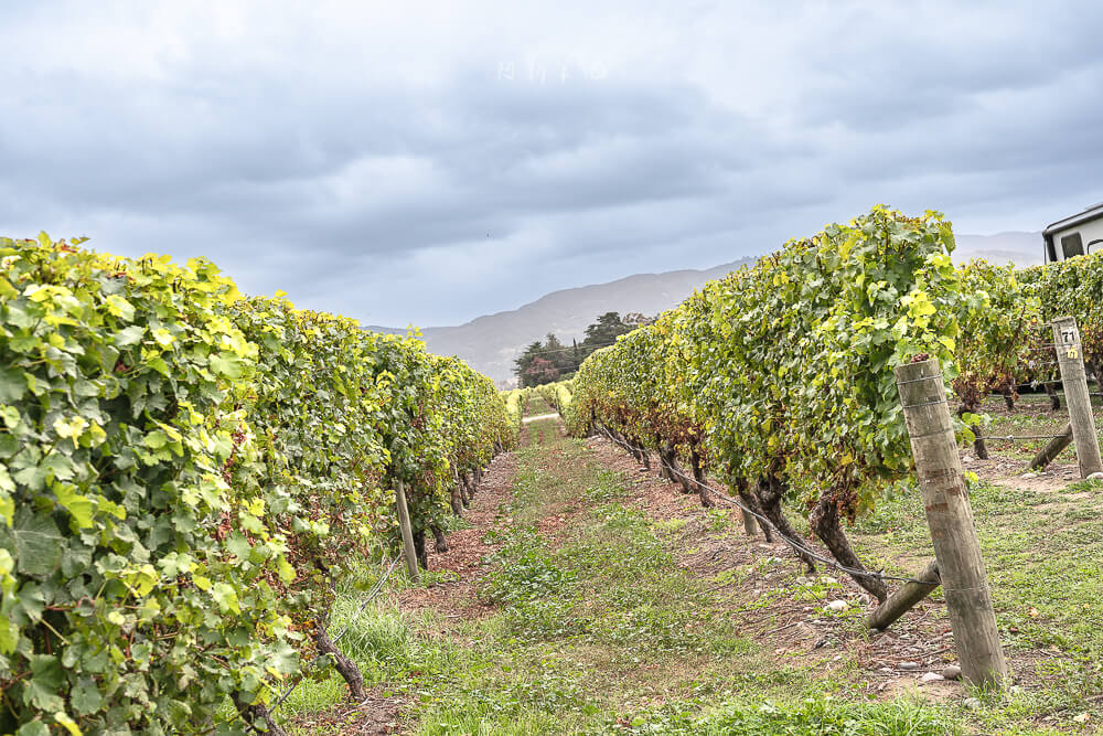 Cloudy Bay Vineyards,紐西蘭酒莊,馬爾堡葡萄酒,Marlborough酒莊,Cloudy Bay,紐西蘭景點