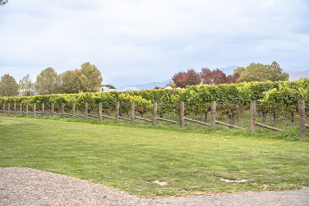 Cloudy Bay Vineyards,紐西蘭酒莊,馬爾堡葡萄酒,Marlborough酒莊,Cloudy Bay,紐西蘭景點