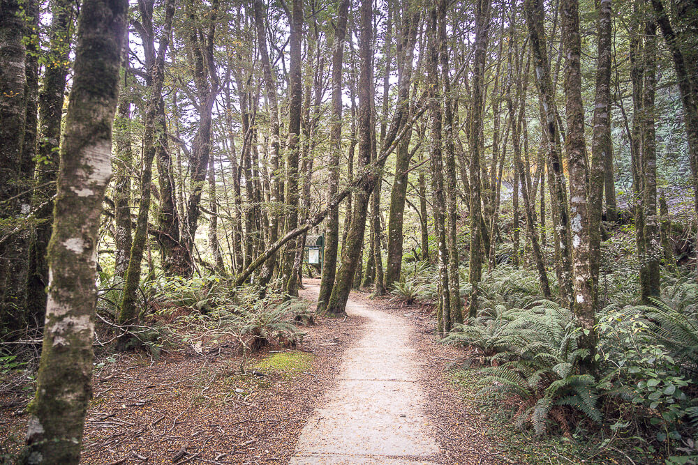 Fantail Falls,紐西蘭Fantail Falls,南島瀑布推薦,紐西蘭瀑布景點,Haast Pass景點,紐西蘭自然景點推薦,紐西蘭自由行景點,南島自駕行程,紐西蘭拍照景點,Fantail Falls步道,紐西蘭親子景點推薦,西岸自駕景點,紐西蘭短步道,Haast瀑布推薦,紐西蘭旅遊打卡景點,南島森林步道,紐西蘭野餐景點,紐西蘭河景步道,Fantail瀑布,紐西蘭旅遊行程推薦