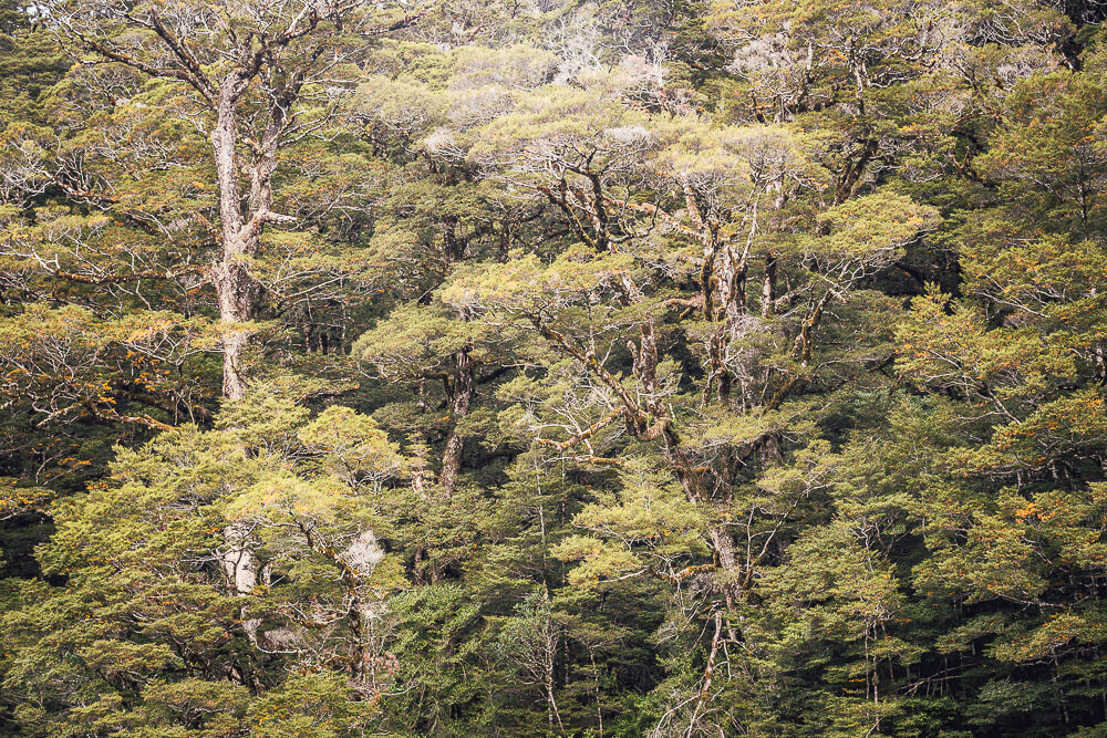 Fantail Falls,紐西蘭Fantail Falls,南島瀑布推薦,紐西蘭瀑布景點,Haast Pass景點,紐西蘭自然景點推薦,紐西蘭自由行景點,南島自駕行程,紐西蘭拍照景點,Fantail Falls步道,紐西蘭親子景點推薦,西岸自駕景點,紐西蘭短步道,Haast瀑布推薦,紐西蘭旅遊打卡景點,南島森林步道,紐西蘭野餐景點,紐西蘭河景步道,Fantail瀑布,紐西蘭旅遊行程推薦