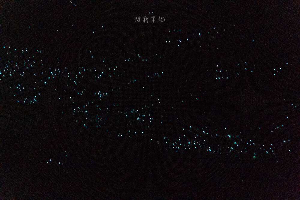 Glow Worm Dell,Hokitika Glow Worm Dell,霍基蒂卡螢火蟲,Hokitika景點推薦,紐西蘭螢火蟲景點,紐西蘭免費螢火蟲,紐西蘭夜間景點,紐西蘭親子景點,紐西蘭自由行景點,紐西蘭自然體驗,紐西蘭看螢火蟲,Hokitika夜間活動,西岸自由行推薦,紐西蘭西岸景點,螢火蟲小徑,Glow Worm Dell拍照,紐西蘭打卡景點,紐西蘭生態旅遊,紐西蘭夜間散步,Glow Worm Walk