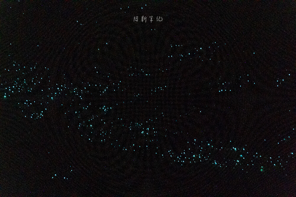 Glow Worm Dell,Hokitika Glow Worm Dell,霍基蒂卡螢火蟲,Hokitika景點推薦,紐西蘭螢火蟲景點,紐西蘭免費螢火蟲,紐西蘭夜間景點,紐西蘭親子景點,紐西蘭自由行景點,紐西蘭自然體驗,紐西蘭看螢火蟲,Hokitika夜間活動,西岸自由行推薦,紐西蘭西岸景點,螢火蟲小徑,Glow Worm Dell拍照,紐西蘭打卡景點,紐西蘭生態旅遊,紐西蘭夜間散步,Glow Worm Walk