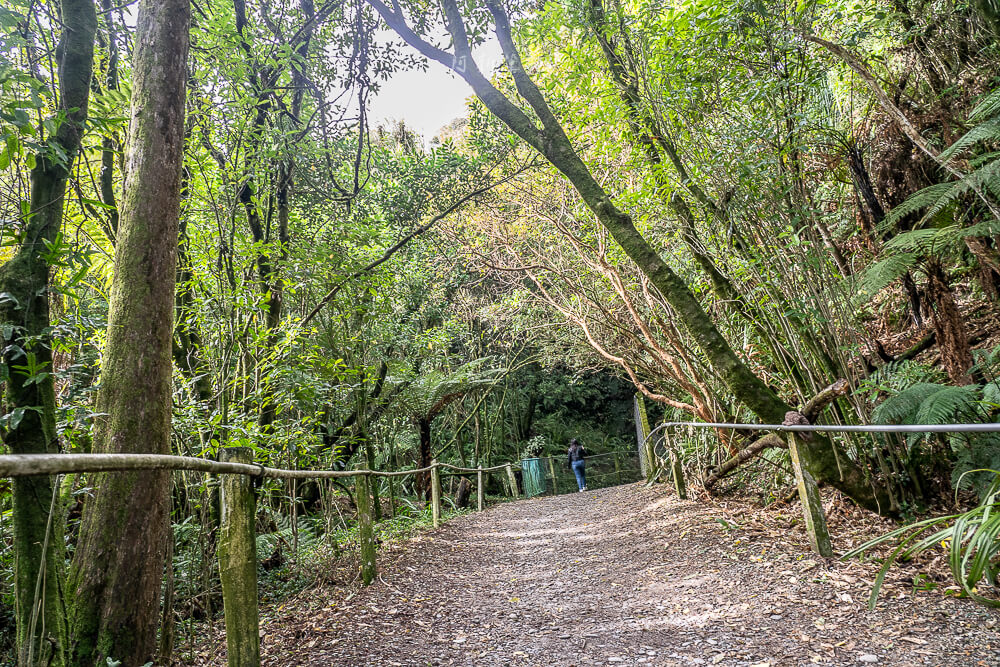 Glow Worm Dell,Hokitika Glow Worm Dell,霍基蒂卡螢火蟲,Hokitika景點推薦,紐西蘭螢火蟲景點,紐西蘭免費螢火蟲,紐西蘭夜間景點,紐西蘭親子景點,紐西蘭自由行景點,紐西蘭自然體驗,紐西蘭看螢火蟲,Hokitika夜間活動,西岸自由行推薦,紐西蘭西岸景點,螢火蟲小徑,Glow Worm Dell拍照,紐西蘭打卡景點,紐西蘭生態旅遊,紐西蘭夜間散步,Glow Worm Walk