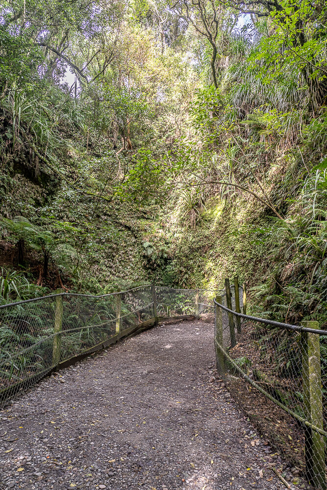 Glow Worm Dell,Hokitika Glow Worm Dell,霍基蒂卡螢火蟲,Hokitika景點推薦,紐西蘭螢火蟲景點,紐西蘭免費螢火蟲,紐西蘭夜間景點,紐西蘭親子景點,紐西蘭自由行景點,紐西蘭自然體驗,紐西蘭看螢火蟲,Hokitika夜間活動,西岸自由行推薦,紐西蘭西岸景點,螢火蟲小徑,Glow Worm Dell拍照,紐西蘭打卡景點,紐西蘭生態旅遊,紐西蘭夜間散步,Glow Worm Walk
