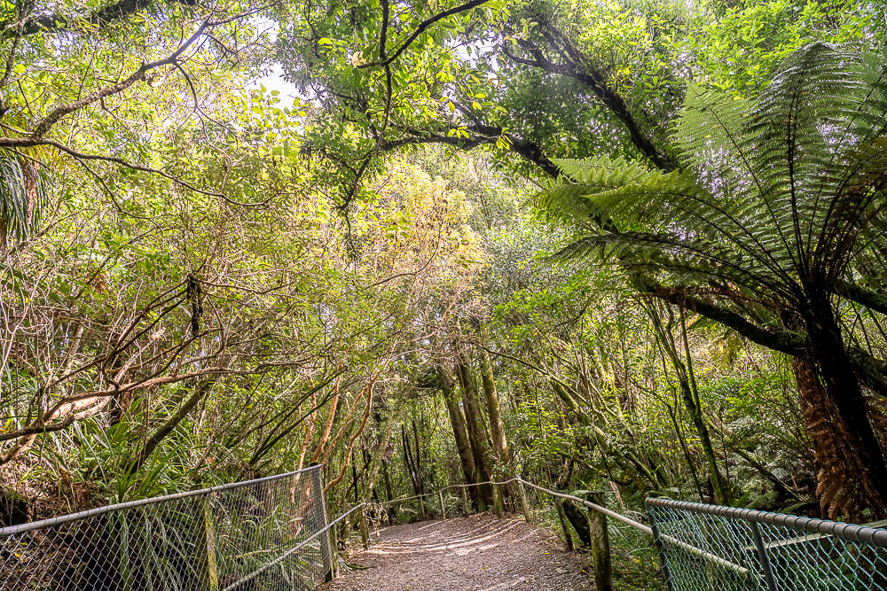 Glow Worm Dell,Hokitika Glow Worm Dell,霍基蒂卡螢火蟲,Hokitika景點推薦,紐西蘭螢火蟲景點,紐西蘭免費螢火蟲,紐西蘭夜間景點,紐西蘭親子景點,紐西蘭自由行景點,紐西蘭自然體驗,紐西蘭看螢火蟲,Hokitika夜間活動,西岸自由行推薦,紐西蘭西岸景點,螢火蟲小徑,Glow Worm Dell拍照,紐西蘭打卡景點,紐西蘭生態旅遊,紐西蘭夜間散步,Glow Worm Walk