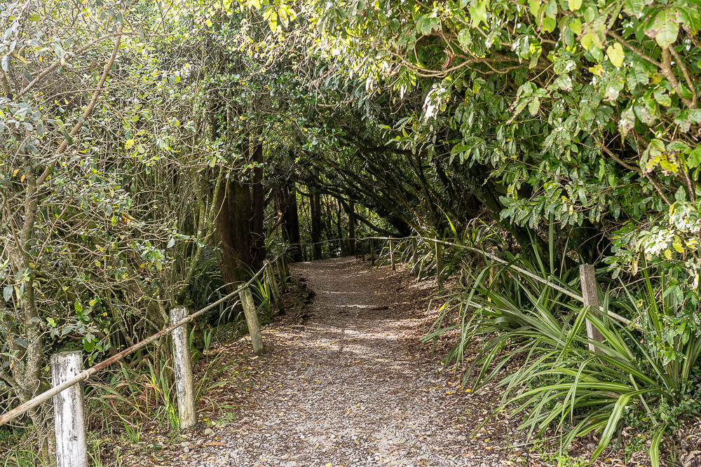 Glow Worm Dell,Hokitika Glow Worm Dell,霍基蒂卡螢火蟲,Hokitika景點推薦,紐西蘭螢火蟲景點,紐西蘭免費螢火蟲,紐西蘭夜間景點,紐西蘭親子景點,紐西蘭自由行景點,紐西蘭自然體驗,紐西蘭看螢火蟲,Hokitika夜間活動,西岸自由行推薦,紐西蘭西岸景點,螢火蟲小徑,Glow Worm Dell拍照,紐西蘭打卡景點,紐西蘭生態旅遊,紐西蘭夜間散步,Glow Worm Walk