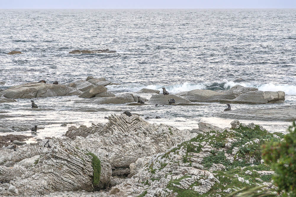 Kaikoura Seal Colony,凱庫拉海豹,Kaikoura野生動物,Kaikoura景點,凱庫拉自由行,紐西蘭海豹景點,紐西蘭野生動物,紐西蘭自然景點,Kaikoura必訪景點,紐西蘭親子旅遊,凱庫拉行程推薦,紐西蘭海岸風景,Kaikoura Coastal Walk,凱庫拉自駕景點,紐西蘭生態旅遊,Kaikoura景點推薦,紐西蘭自由行行程,紐西蘭動物景點,凱庫拉拍照景點