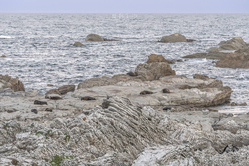 Kaikoura Seal Colony,凱庫拉海豹,Kaikoura野生動物,Kaikoura景點,凱庫拉自由行,紐西蘭海豹景點,紐西蘭野生動物,紐西蘭自然景點,Kaikoura必訪景點,紐西蘭親子旅遊,凱庫拉行程推薦,紐西蘭海岸風景,Kaikoura Coastal Walk,凱庫拉自駕景點,紐西蘭生態旅遊,Kaikoura景點推薦,紐西蘭自由行行程,紐西蘭動物景點,凱庫拉拍照景點