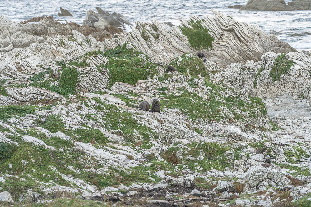 Kaikoura Seal Colony,凱庫拉海豹,Kaikoura野生動物,Kaikoura景點,凱庫拉自由行,紐西蘭海豹景點,紐西蘭野生動物,紐西蘭自然景點,Kaikoura必訪景點,紐西蘭親子旅遊,凱庫拉行程推薦,紐西蘭海岸風景,Kaikoura Coastal Walk,凱庫拉自駕景點,紐西蘭生態旅遊,Kaikoura景點推薦,紐西蘭自由行行程,紐西蘭動物景點,凱庫拉拍照景點