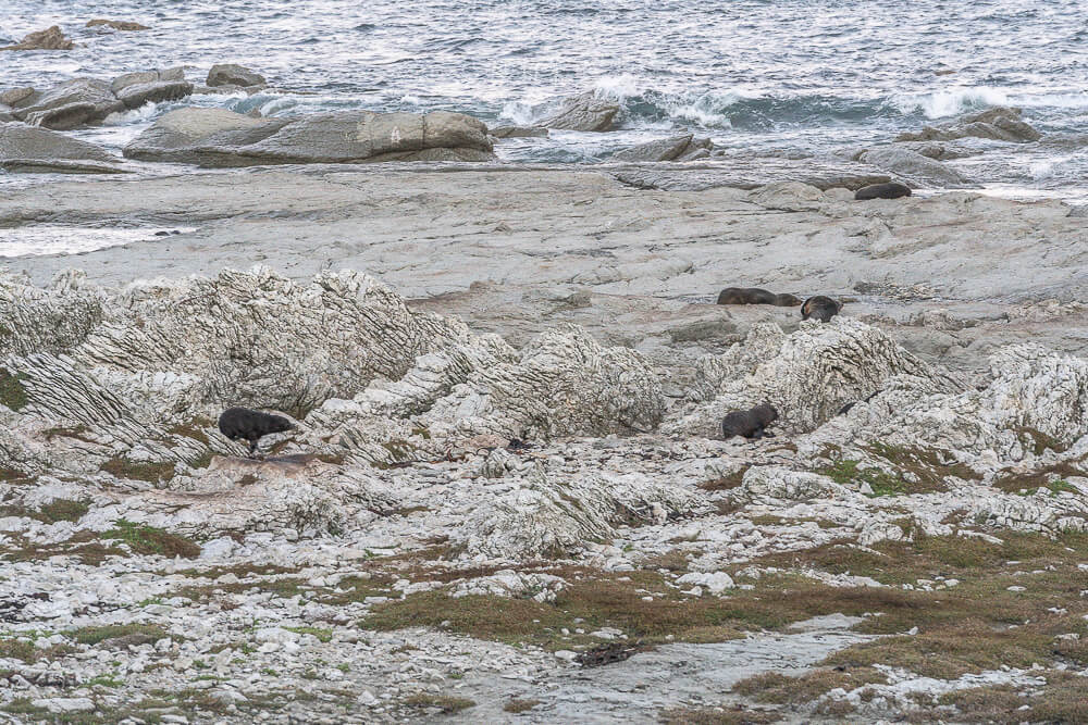 Kaikoura Seal Colony,凱庫拉海豹,Kaikoura野生動物,Kaikoura景點,凱庫拉自由行,紐西蘭海豹景點,紐西蘭野生動物,紐西蘭自然景點,Kaikoura必訪景點,紐西蘭親子旅遊,凱庫拉行程推薦,紐西蘭海岸風景,Kaikoura Coastal Walk,凱庫拉自駕景點,紐西蘭生態旅遊,Kaikoura景點推薦,紐西蘭自由行行程,紐西蘭動物景點,凱庫拉拍照景點