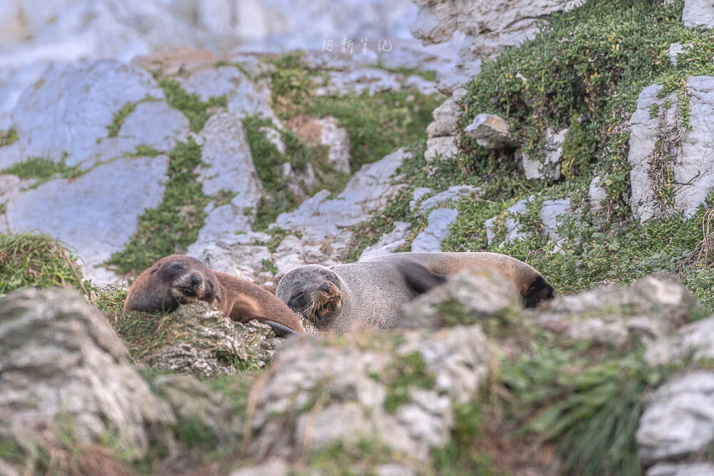 Kaikoura Seal Colony,凱庫拉海豹,Kaikoura野生動物,Kaikoura景點,凱庫拉自由行,紐西蘭海豹景點,紐西蘭野生動物,紐西蘭自然景點,Kaikoura必訪景點,紐西蘭親子旅遊,凱庫拉行程推薦,紐西蘭海岸風景,Kaikoura Coastal Walk,凱庫拉自駕景點,紐西蘭生態旅遊,Kaikoura景點推薦,紐西蘭自由行行程,紐西蘭動物景點,凱庫拉拍照景點