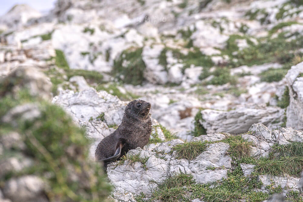 Kaikoura Seal Colony,凱庫拉海豹,Kaikoura野生動物,Kaikoura景點,凱庫拉自由行,紐西蘭海豹景點,紐西蘭野生動物,紐西蘭自然景點,Kaikoura必訪景點,紐西蘭親子旅遊,凱庫拉行程推薦,紐西蘭海岸風景,Kaikoura Coastal Walk,凱庫拉自駕景點,紐西蘭生態旅遊,Kaikoura景點推薦,紐西蘭自由行行程,紐西蘭動物景點,凱庫拉拍照景點