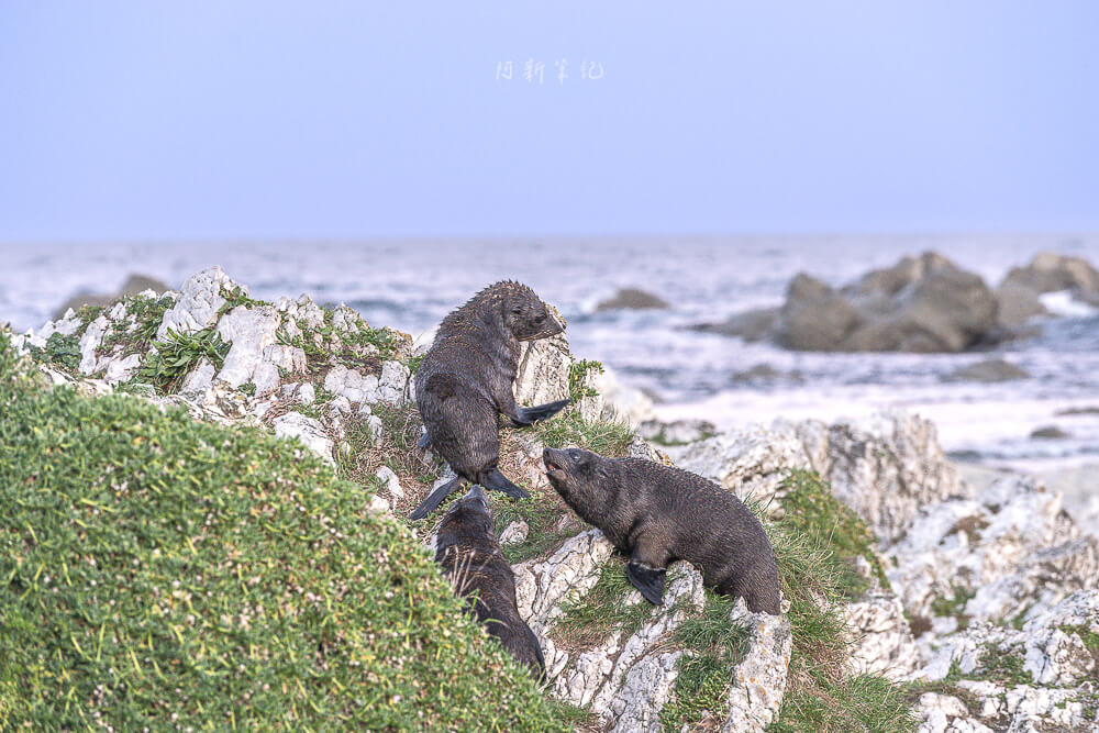 Kaikoura Seal Colony,凱庫拉海豹,Kaikoura野生動物,Kaikoura景點,凱庫拉自由行,紐西蘭海豹景點,紐西蘭野生動物,紐西蘭自然景點,Kaikoura必訪景點,紐西蘭親子旅遊,凱庫拉行程推薦,紐西蘭海岸風景,Kaikoura Coastal Walk,凱庫拉自駕景點,紐西蘭生態旅遊,Kaikoura景點推薦,紐西蘭自由行行程,紐西蘭動物景點,凱庫拉拍照景點