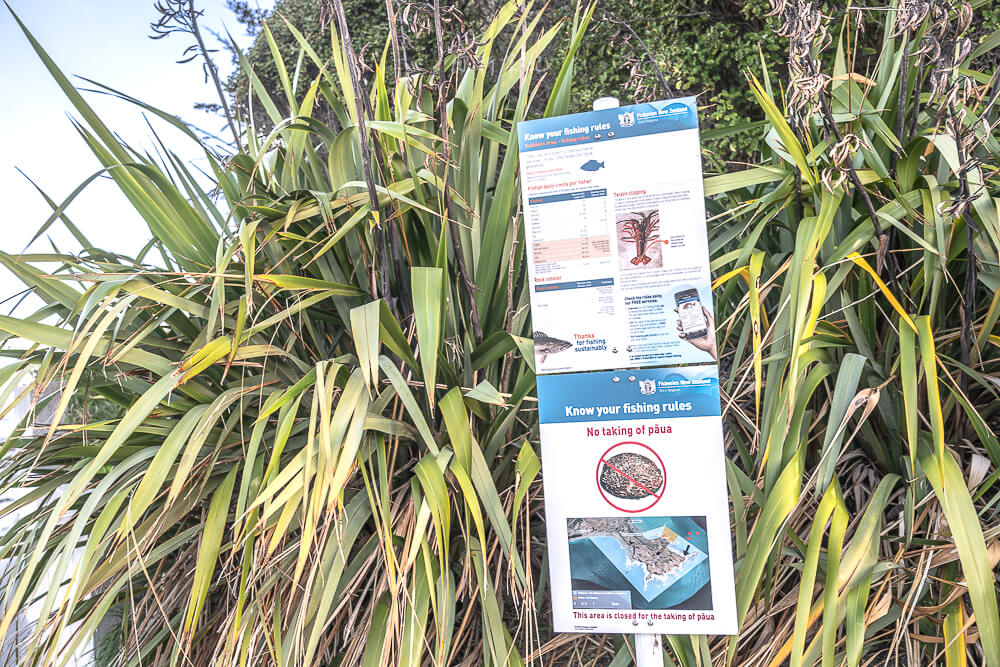 Kaikoura Seal Colony,凱庫拉海豹,Kaikoura野生動物,Kaikoura景點,凱庫拉自由行,紐西蘭海豹景點,紐西蘭野生動物,紐西蘭自然景點,Kaikoura必訪景點,紐西蘭親子旅遊,凱庫拉行程推薦,紐西蘭海岸風景,Kaikoura Coastal Walk,凱庫拉自駕景點,紐西蘭生態旅遊,Kaikoura景點推薦,紐西蘭自由行行程,紐西蘭動物景點,凱庫拉拍照景點