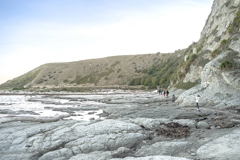 Kaikoura Seal Colony,凱庫拉海豹,Kaikoura野生動物,Kaikoura景點,凱庫拉自由行,紐西蘭海豹景點,紐西蘭野生動物,紐西蘭自然景點,Kaikoura必訪景點,紐西蘭親子旅遊,凱庫拉行程推薦,紐西蘭海岸風景,Kaikoura Coastal Walk,凱庫拉自駕景點,紐西蘭生態旅遊,Kaikoura景點推薦,紐西蘭自由行行程,紐西蘭動物景點,凱庫拉拍照景點