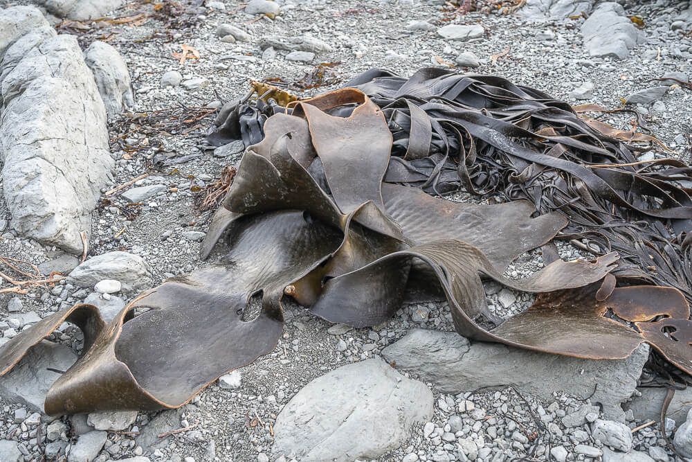 Kaikoura Seal Colony,凱庫拉海豹,Kaikoura野生動物,Kaikoura景點,凱庫拉自由行,紐西蘭海豹景點,紐西蘭野生動物,紐西蘭自然景點,Kaikoura必訪景點,紐西蘭親子旅遊,凱庫拉行程推薦,紐西蘭海岸風景,Kaikoura Coastal Walk,凱庫拉自駕景點,紐西蘭生態旅遊,Kaikoura景點推薦,紐西蘭自由行行程,紐西蘭動物景點,凱庫拉拍照景點