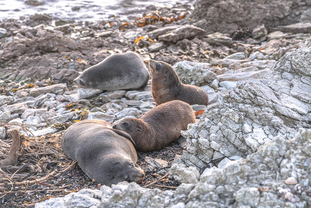 Kaikoura Seal Colony,凱庫拉海豹,Kaikoura野生動物,Kaikoura景點,凱庫拉自由行,紐西蘭海豹景點,紐西蘭野生動物,紐西蘭自然景點,Kaikoura必訪景點,紐西蘭親子旅遊,凱庫拉行程推薦,紐西蘭海岸風景,Kaikoura Coastal Walk,凱庫拉自駕景點,紐西蘭生態旅遊,Kaikoura景點推薦,紐西蘭自由行行程,紐西蘭動物景點,凱庫拉拍照景點