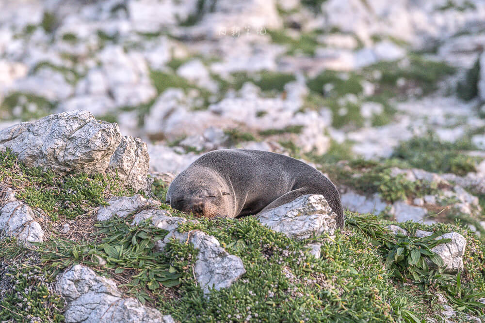 Kaikoura Seal Colony,凱庫拉海豹,Kaikoura野生動物,Kaikoura景點,凱庫拉自由行,紐西蘭海豹景點,紐西蘭野生動物,紐西蘭自然景點,Kaikoura必訪景點,紐西蘭親子旅遊,凱庫拉行程推薦,紐西蘭海岸風景,Kaikoura Coastal Walk,凱庫拉自駕景點,紐西蘭生態旅遊,Kaikoura景點推薦,紐西蘭自由行行程,紐西蘭動物景點,凱庫拉拍照景點