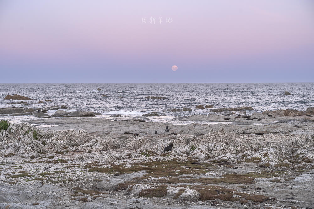 Kaikoura Seal Colony,凱庫拉海豹,Kaikoura野生動物,Kaikoura景點,凱庫拉自由行,紐西蘭海豹景點,紐西蘭野生動物,紐西蘭自然景點,Kaikoura必訪景點,紐西蘭親子旅遊,凱庫拉行程推薦,紐西蘭海岸風景,Kaikoura Coastal Walk,凱庫拉自駕景點,紐西蘭生態旅遊,Kaikoura景點推薦,紐西蘭自由行行程,紐西蘭動物景點,凱庫拉拍照景點