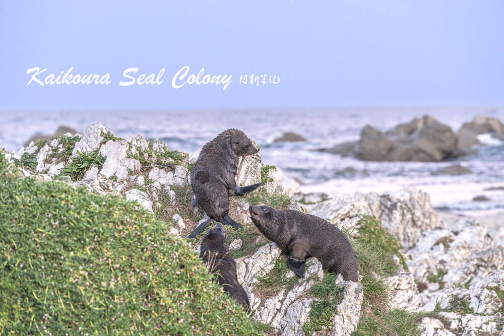 Kaikoura Seal Colony,凱庫拉海豹,Kaikoura野生動物,Kaikoura景點,凱庫拉自由行,紐西蘭海豹景點,紐西蘭野生動物,紐西蘭自然景點,Kaikoura必訪景點,紐西蘭親子旅遊,凱庫拉行程推薦,紐西蘭海岸風景,Kaikoura Coastal Walk,凱庫拉自駕景點,紐西蘭生態旅遊,Kaikoura景點推薦,紐西蘭自由行行程,紐西蘭動物景點,凱庫拉拍照景點
