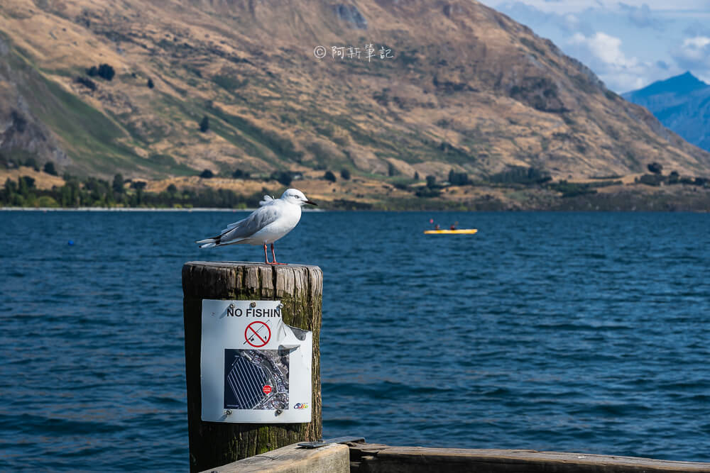 lake wanaka,瓦納卡湖,紐西蘭瓦納卡湖,紐西蘭lake wanaka,紐西蘭自由行,紐西蘭自住,紐西蘭旅遊,wanaka景點,wanaka旅遊