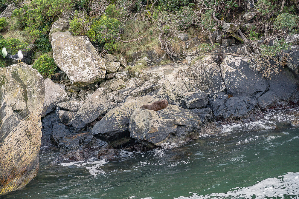 米佛峽灣過夜船,Milford Sound 過夜船,Milford Sound,milford sound overnight cruise,milford sound overnight