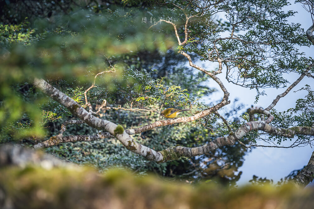 Mirror Lakes Walk,Mirror Lakes,鏡湖,蒂阿瑙景點 Mirror Lakes Walk,Mirror Lakes,鏡湖,蒂阿瑙景點