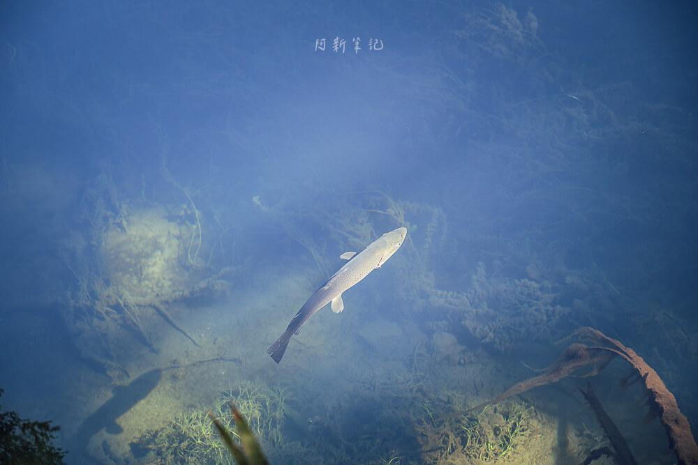Mirror Lakes Walk,Mirror Lakes,鏡湖,蒂阿瑙景點 Mirror Lakes Walk,Mirror Lakes,鏡湖,蒂阿瑙景點