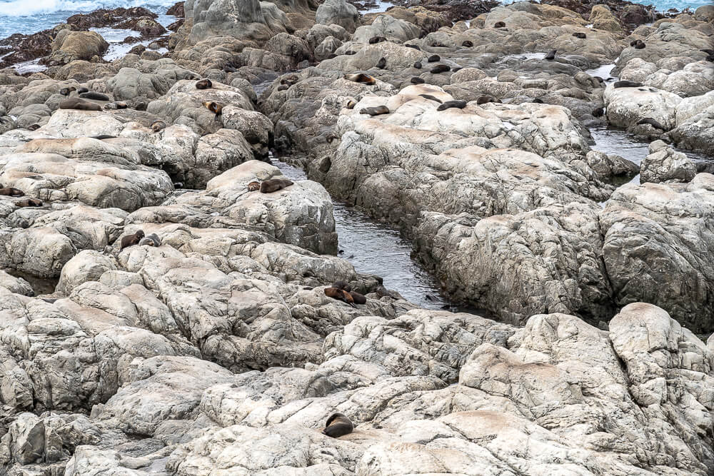 Ohau Point Lookout,奧豪角觀景台,Ohau Point,凱庫拉海豹景點,Kaikoura海豹,紐西蘭海豹景點,紐西蘭觀景台,Kaikoura必去景點,凱庫拉自由行景點,凱庫拉自然景點,Kaikoura野生動物,紐西蘭野生動物景點,紐西蘭親子景點,紐西蘭南島自駕,Kaikoura自駕行程,紐西蘭拍照景點,紐西蘭打卡景點,凱庫拉沿海公路,紐西蘭旅遊景點,紐西蘭海岸風景 Ohau Point Lookout,奧豪角觀景台,Ohau Point,凱庫拉海豹景點,Kaikoura海豹,紐西蘭海豹景點,紐西蘭觀景台,Kaikoura必去景點,凱庫拉自由行景點,凱庫拉自然景點,Kaikoura野生動物,紐西蘭野生動物景點,紐西蘭親子景點,紐西蘭南島自駕,Kaikoura自駕行程,紐西蘭拍照景點,紐西蘭打卡景點,凱庫拉沿海公路,紐西蘭旅遊景點,紐西蘭海岸風景