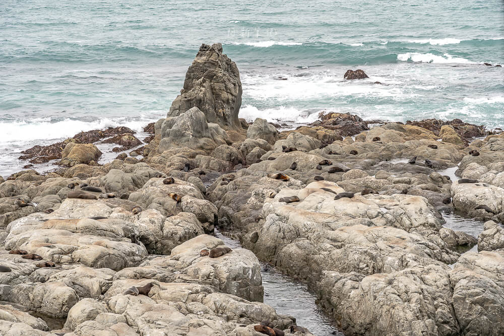 Ohau Point Lookout,奧豪角觀景台,Ohau Point,凱庫拉海豹景點,Kaikoura海豹,紐西蘭海豹景點,紐西蘭觀景台,Kaikoura必去景點,凱庫拉自由行景點,凱庫拉自然景點,Kaikoura野生動物,紐西蘭野生動物景點,紐西蘭親子景點,紐西蘭南島自駕,Kaikoura自駕行程,紐西蘭拍照景點,紐西蘭打卡景點,凱庫拉沿海公路,紐西蘭旅遊景點,紐西蘭海岸風景 Ohau Point Lookout,奧豪角觀景台,Ohau Point,凱庫拉海豹景點,Kaikoura海豹,紐西蘭海豹景點,紐西蘭觀景台,Kaikoura必去景點,凱庫拉自由行景點,凱庫拉自然景點,Kaikoura野生動物,紐西蘭野生動物景點,紐西蘭親子景點,紐西蘭南島自駕,Kaikoura自駕行程,紐西蘭拍照景點,紐西蘭打卡景點,凱庫拉沿海公路,紐西蘭旅遊景點,紐西蘭海岸風景