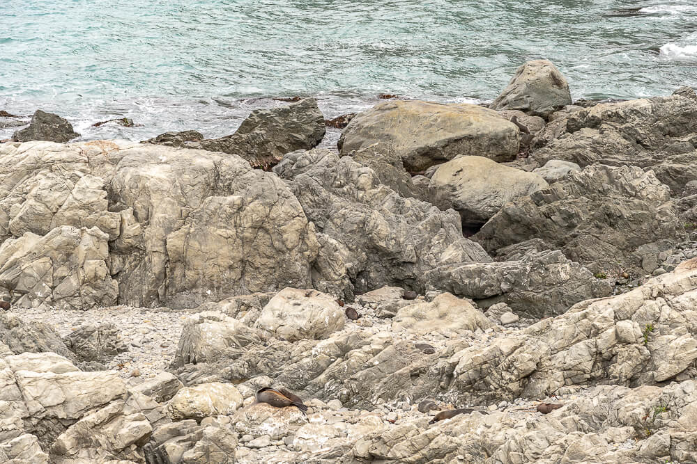Ohau Point Lookout,奧豪角觀景台,Ohau Point,凱庫拉海豹景點,Kaikoura海豹,紐西蘭海豹景點,紐西蘭觀景台,Kaikoura必去景點,凱庫拉自由行景點,凱庫拉自然景點,Kaikoura野生動物,紐西蘭野生動物景點,紐西蘭親子景點,紐西蘭南島自駕,Kaikoura自駕行程,紐西蘭拍照景點,紐西蘭打卡景點,凱庫拉沿海公路,紐西蘭旅遊景點,紐西蘭海岸風景 Ohau Point Lookout,奧豪角觀景台,Ohau Point,凱庫拉海豹景點,Kaikoura海豹,紐西蘭海豹景點,紐西蘭觀景台,Kaikoura必去景點,凱庫拉自由行景點,凱庫拉自然景點,Kaikoura野生動物,紐西蘭野生動物景點,紐西蘭親子景點,紐西蘭南島自駕,Kaikoura自駕行程,紐西蘭拍照景點,紐西蘭打卡景點,凱庫拉沿海公路,紐西蘭旅遊景點,紐西蘭海岸風景