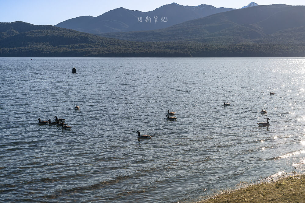 紐西蘭 蒂阿瑙湖 加拿大雁與逆光湖面