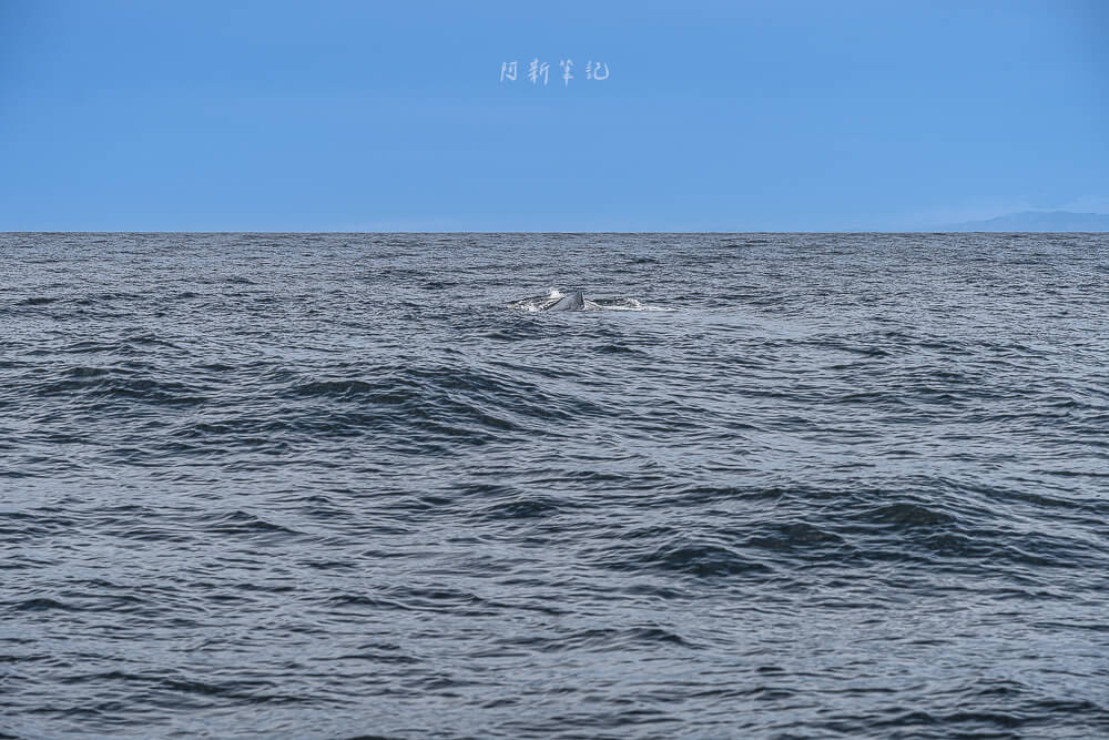 Whale Watch Kaikoura,凱庫拉賞鯨,Kaikoura賞鯨行程,紐西蘭賞鯨,紐西蘭海上活動,Kaikoura旅遊推薦,紐西蘭必玩體驗,凱庫拉自由行,紐西蘭行程推薦,Kaikoura野生動物,紐西蘭賞鯨公司,紐西蘭動物景點,凱庫拉景點推薦,Kaikoura看鯨魚,紐西蘭看鯨魚,賞鯨船推薦,凱庫拉必去景點,紐西蘭自然體驗,紐西蘭親子旅遊,紐西蘭自駕行程 Whale Watch Kaikoura,凱庫拉賞鯨,Kaikoura賞鯨行程,紐西蘭賞鯨,紐西蘭海上活動,Kaikoura旅遊推薦,紐西蘭必玩體驗,凱庫拉自由行,紐西蘭行程推薦,Kaikoura野生動物,紐西蘭賞鯨公司,紐西蘭動物景點,凱庫拉景點推薦,Kaikoura看鯨魚,紐西蘭看鯨魚,賞鯨船推薦,凱庫拉必去景點,紐西蘭自然體驗,紐西蘭親子旅遊,紐西蘭自駕行程