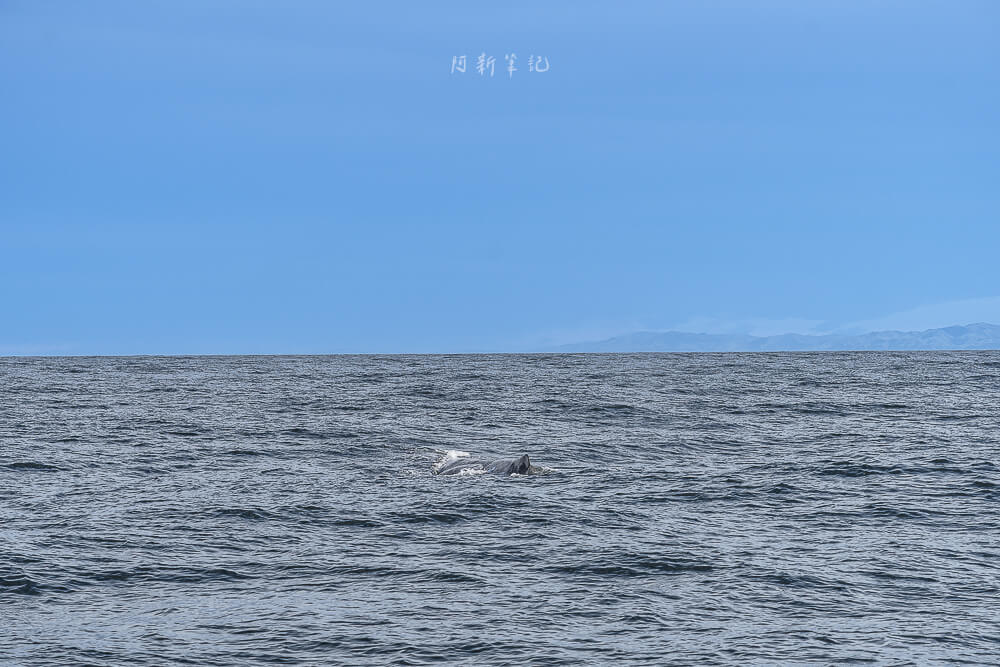Whale Watch Kaikoura,凱庫拉賞鯨,Kaikoura賞鯨行程,紐西蘭賞鯨,紐西蘭海上活動,Kaikoura旅遊推薦,紐西蘭必玩體驗,凱庫拉自由行,紐西蘭行程推薦,Kaikoura野生動物,紐西蘭賞鯨公司,紐西蘭動物景點,凱庫拉景點推薦,Kaikoura看鯨魚,紐西蘭看鯨魚,賞鯨船推薦,凱庫拉必去景點,紐西蘭自然體驗,紐西蘭親子旅遊,紐西蘭自駕行程 Whale Watch Kaikoura,凱庫拉賞鯨,Kaikoura賞鯨行程,紐西蘭賞鯨,紐西蘭海上活動,Kaikoura旅遊推薦,紐西蘭必玩體驗,凱庫拉自由行,紐西蘭行程推薦,Kaikoura野生動物,紐西蘭賞鯨公司,紐西蘭動物景點,凱庫拉景點推薦,Kaikoura看鯨魚,紐西蘭看鯨魚,賞鯨船推薦,凱庫拉必去景點,紐西蘭自然體驗,紐西蘭親子旅遊,紐西蘭自駕行程