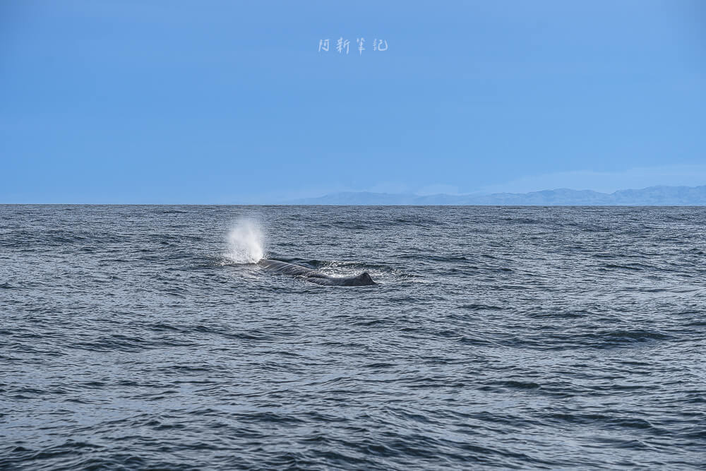 Whale Watch Kaikoura,凱庫拉賞鯨,Kaikoura賞鯨行程,紐西蘭賞鯨,紐西蘭海上活動,Kaikoura旅遊推薦,紐西蘭必玩體驗,凱庫拉自由行,紐西蘭行程推薦,Kaikoura野生動物,紐西蘭賞鯨公司,紐西蘭動物景點,凱庫拉景點推薦,Kaikoura看鯨魚,紐西蘭看鯨魚,賞鯨船推薦,凱庫拉必去景點,紐西蘭自然體驗,紐西蘭親子旅遊,紐西蘭自駕行程 Whale Watch Kaikoura,凱庫拉賞鯨,Kaikoura賞鯨行程,紐西蘭賞鯨,紐西蘭海上活動,Kaikoura旅遊推薦,紐西蘭必玩體驗,凱庫拉自由行,紐西蘭行程推薦,Kaikoura野生動物,紐西蘭賞鯨公司,紐西蘭動物景點,凱庫拉景點推薦,Kaikoura看鯨魚,紐西蘭看鯨魚,賞鯨船推薦,凱庫拉必去景點,紐西蘭自然體驗,紐西蘭親子旅遊,紐西蘭自駕行程