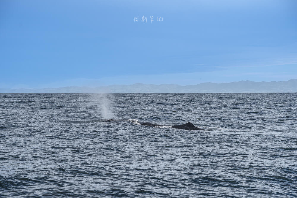 Whale Watch Kaikoura,凱庫拉賞鯨,Kaikoura賞鯨行程,紐西蘭賞鯨,紐西蘭海上活動,Kaikoura旅遊推薦,紐西蘭必玩體驗,凱庫拉自由行,紐西蘭行程推薦,Kaikoura野生動物,紐西蘭賞鯨公司,紐西蘭動物景點,凱庫拉景點推薦,Kaikoura看鯨魚,紐西蘭看鯨魚,賞鯨船推薦,凱庫拉必去景點,紐西蘭自然體驗,紐西蘭親子旅遊,紐西蘭自駕行程 Whale Watch Kaikoura,凱庫拉賞鯨,Kaikoura賞鯨行程,紐西蘭賞鯨,紐西蘭海上活動,Kaikoura旅遊推薦,紐西蘭必玩體驗,凱庫拉自由行,紐西蘭行程推薦,Kaikoura野生動物,紐西蘭賞鯨公司,紐西蘭動物景點,凱庫拉景點推薦,Kaikoura看鯨魚,紐西蘭看鯨魚,賞鯨船推薦,凱庫拉必去景點,紐西蘭自然體驗,紐西蘭親子旅遊,紐西蘭自駕行程