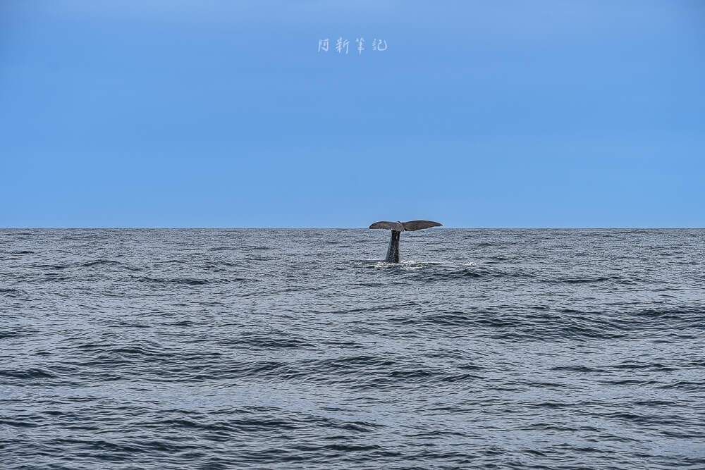 Whale Watch Kaikoura,凱庫拉賞鯨,Kaikoura賞鯨行程,紐西蘭賞鯨,紐西蘭海上活動,Kaikoura旅遊推薦,紐西蘭必玩體驗,凱庫拉自由行,紐西蘭行程推薦,Kaikoura野生動物,紐西蘭賞鯨公司,紐西蘭動物景點,凱庫拉景點推薦,Kaikoura看鯨魚,紐西蘭看鯨魚,賞鯨船推薦,凱庫拉必去景點,紐西蘭自然體驗,紐西蘭親子旅遊,紐西蘭自駕行程