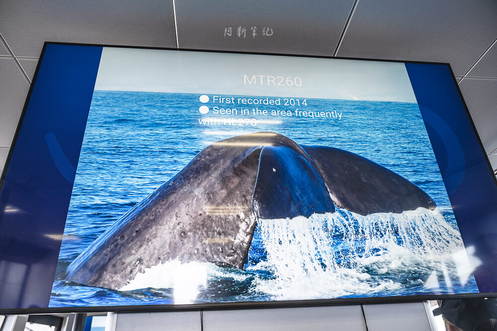 Whale Watch Kaikoura,凱庫拉賞鯨,Kaikoura賞鯨行程,紐西蘭賞鯨,紐西蘭海上活動,Kaikoura旅遊推薦,紐西蘭必玩體驗,凱庫拉自由行,紐西蘭行程推薦,Kaikoura野生動物,紐西蘭賞鯨公司,紐西蘭動物景點,凱庫拉景點推薦,Kaikoura看鯨魚,紐西蘭看鯨魚,賞鯨船推薦,凱庫拉必去景點,紐西蘭自然體驗,紐西蘭親子旅遊,紐西蘭自駕行程